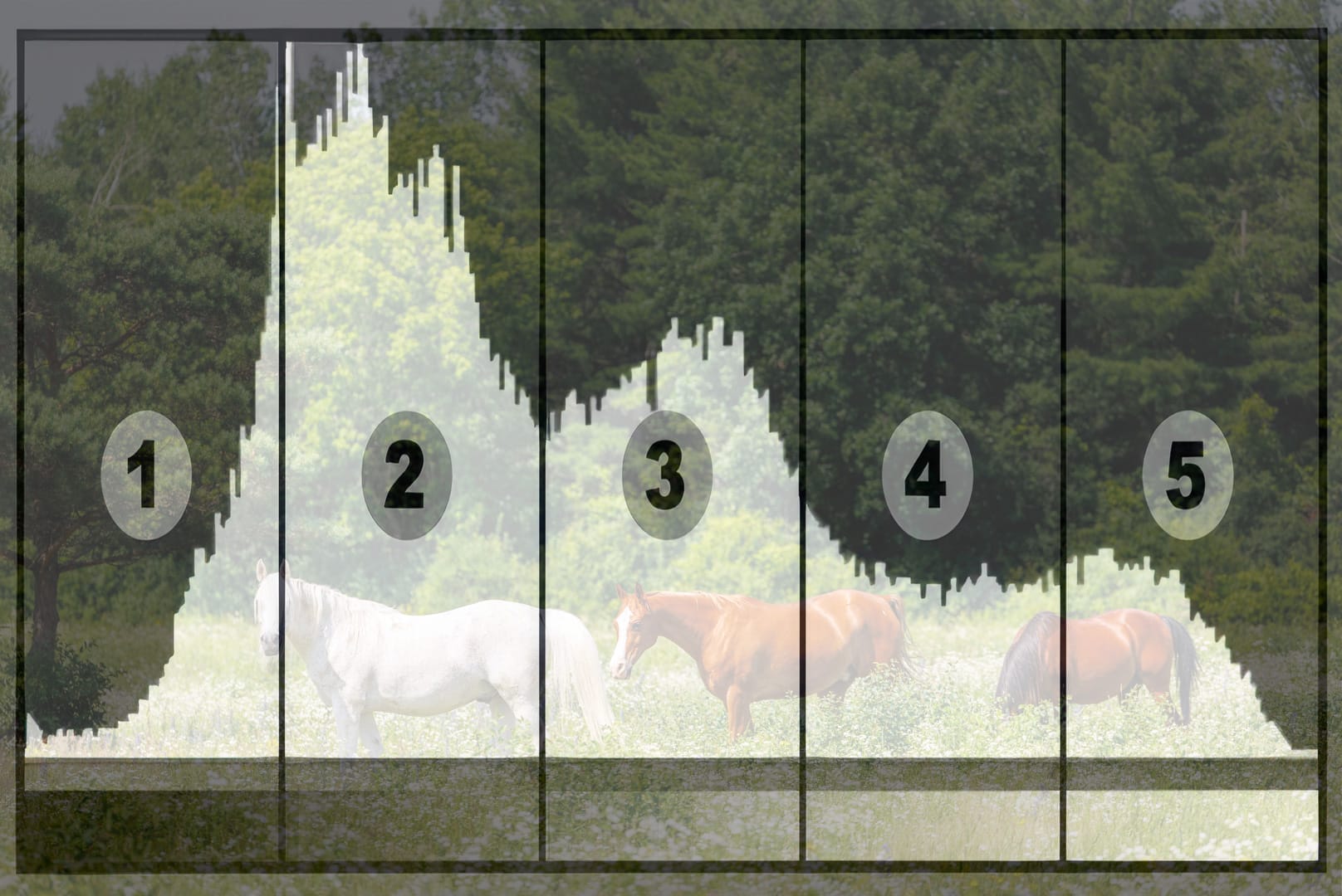 Comprendre et Utiliser l'Histogramme en Photographie