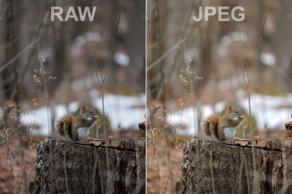 JPEG ou RAW : Quel choisir pour des Photos Sans Retouche