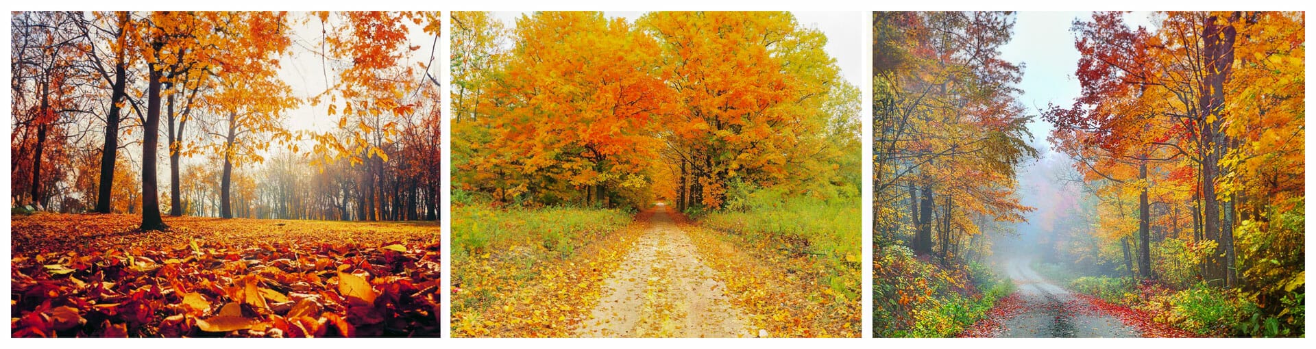 Comment améliorer nos photos d'automne