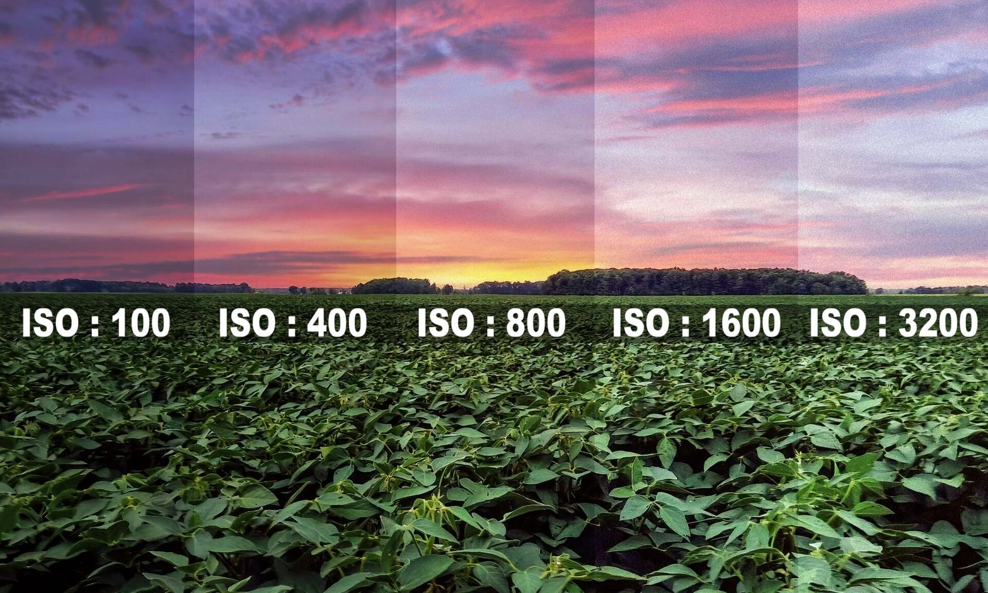 L'Essentiel sur l'ISO en photographie
